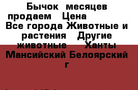 Бычок 6месяцев продаем › Цена ­ 20 000 - Все города Животные и растения » Другие животные   . Ханты-Мансийский,Белоярский г.